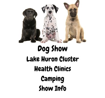 dog show 5