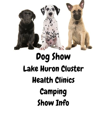 dog show 5